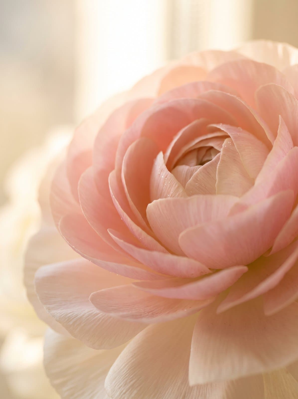 Cận cảnh cánh ranunculus hồng đào trong nắng